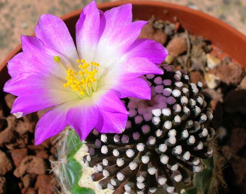 Mammillaria luethyi 