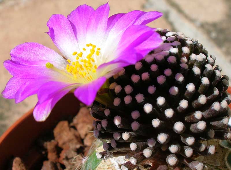 Mammillaria luethyi 