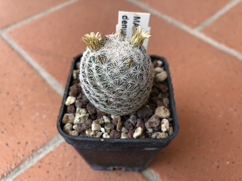 Mammillaria denudata 