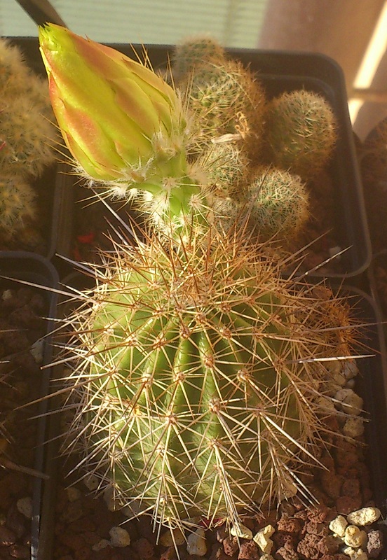 Echinocereus stoloniferus ssp. tayopensis 