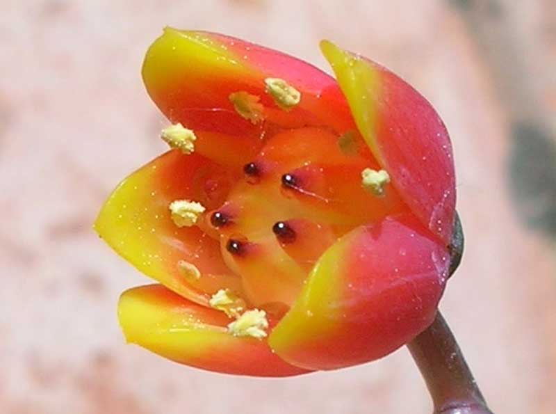 Echeveria purpusorum 