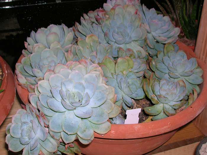 Echeveria elegans 