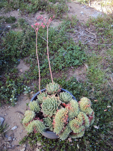 echeveria agavoides f. cristata