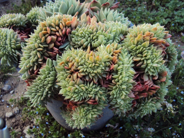 Echeveria agavoides f. cristata 