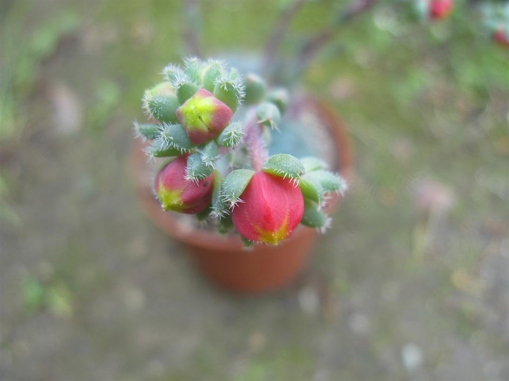 Echeveria setosa cv. rundellii 