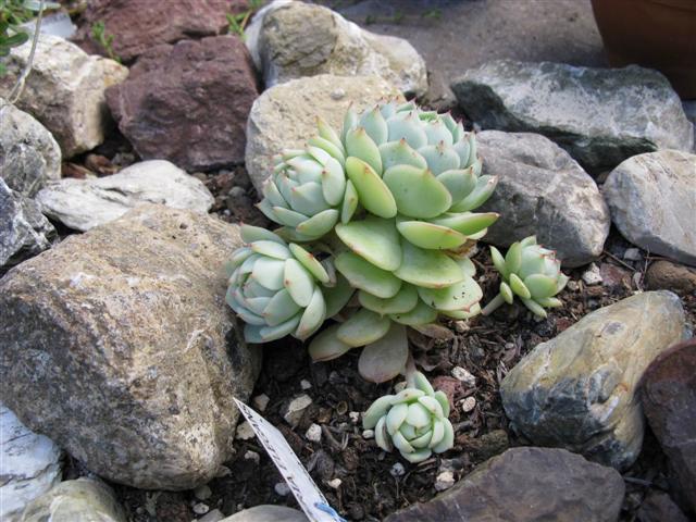 Echeveria elegans 