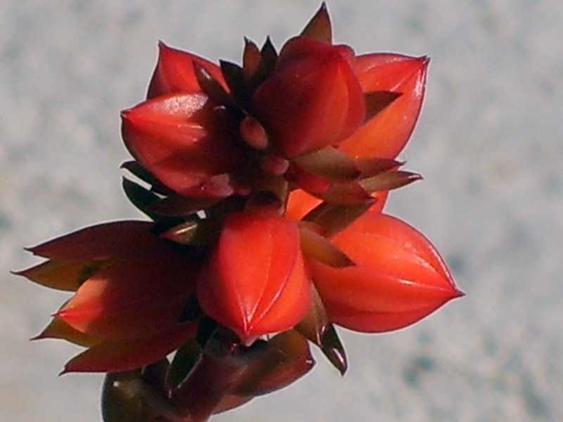 Echeveria multicaulis 