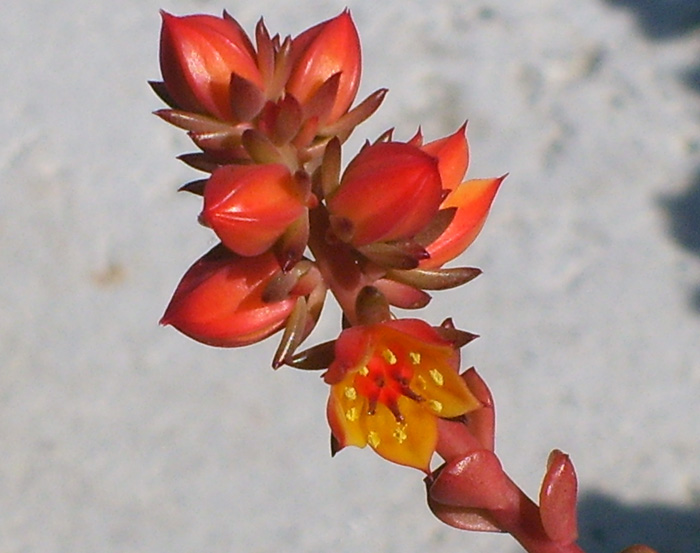 Echeveria multicaulis 