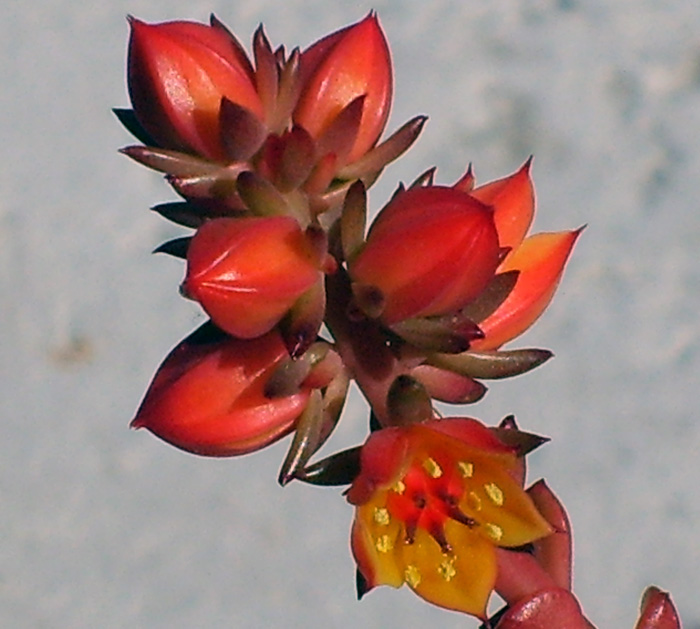 Echeveria multicaulis 