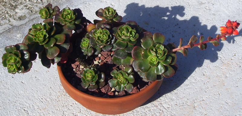 Echeveria multicaulis 