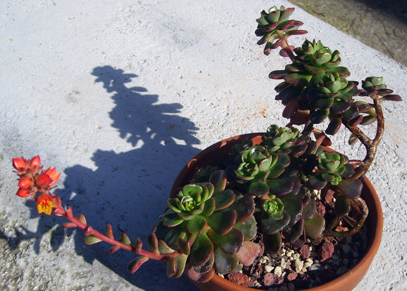 Echeveria multicaulis 