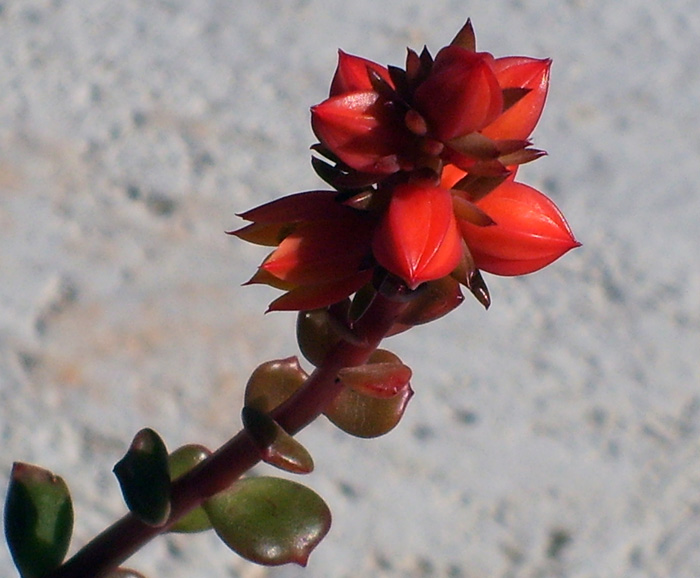 Echeveria multicaulis 