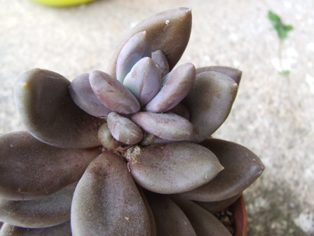 echeveria o pachipodium? ? 