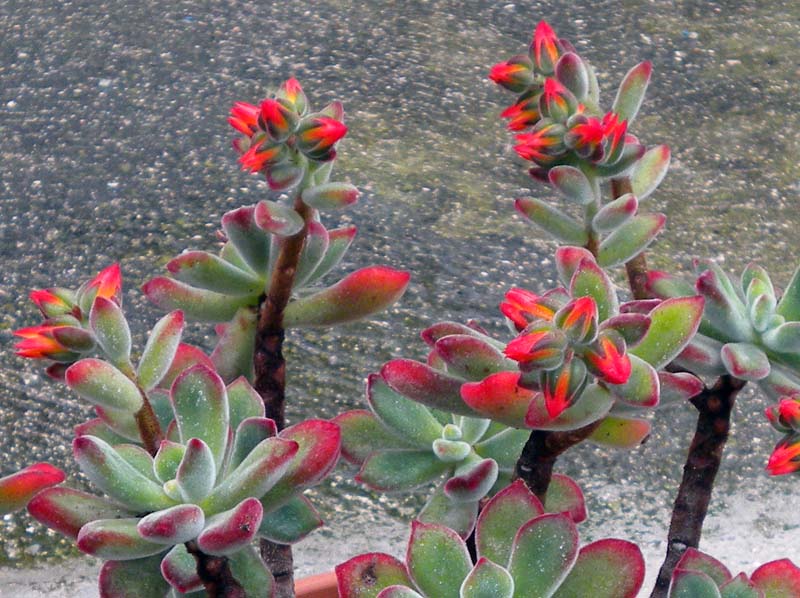 Echeveria pulvinata 