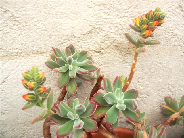 Echeveria pulvinata cv. ruby blushy 