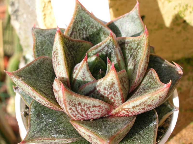 Echeveria purpusorum 