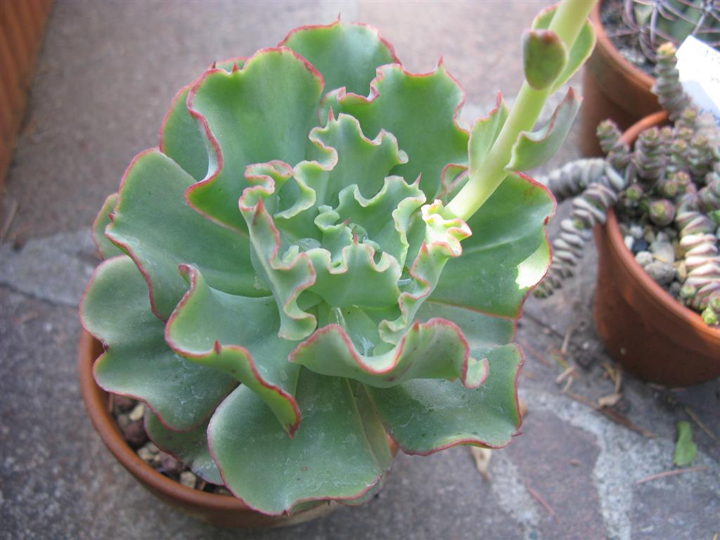 Echeveria shaviana 