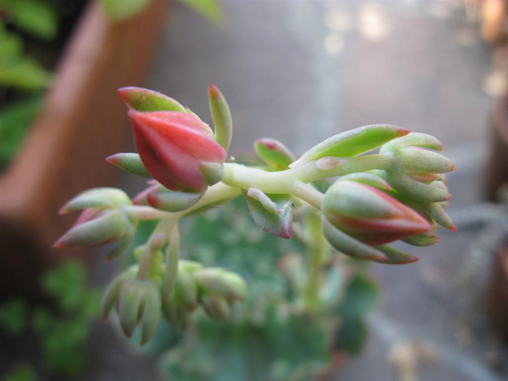 echeveria shaviana