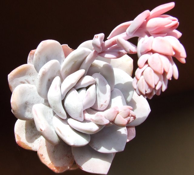 Echeveria laui 