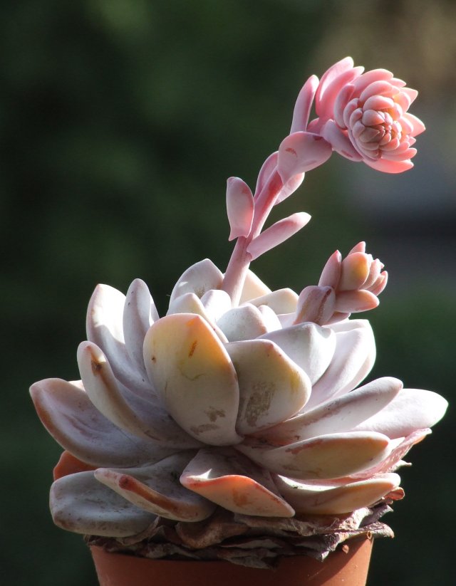 Echeveria laui 