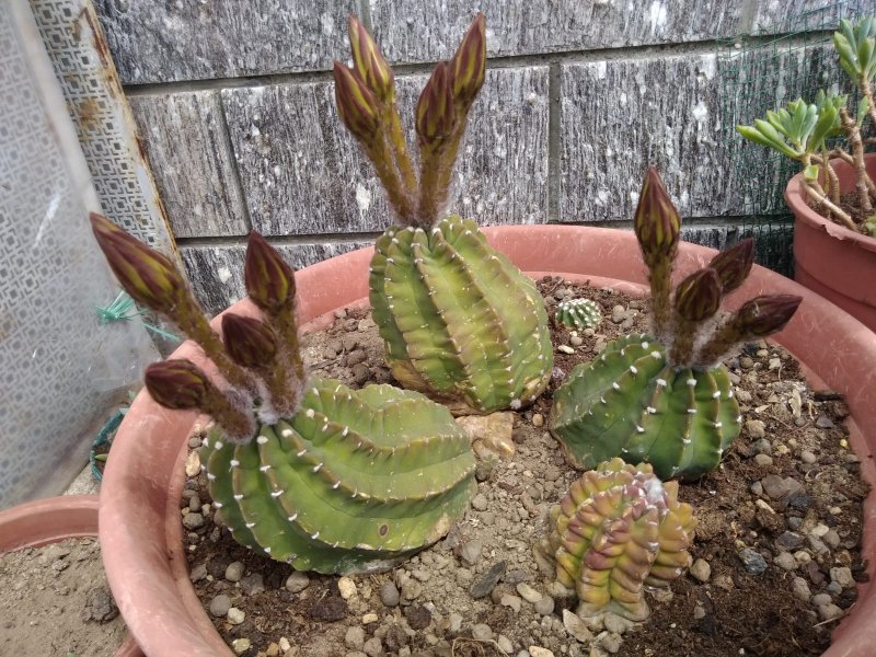 Echinopsis subdenudata 