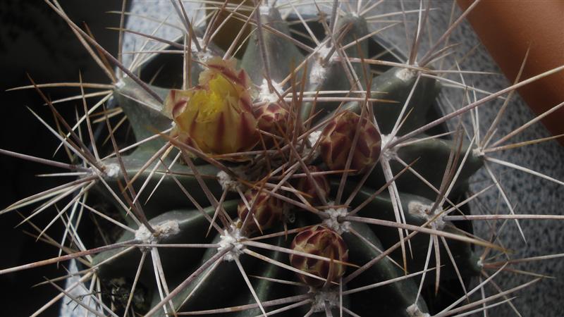 Ferocactus echidne v. rhodanthus 