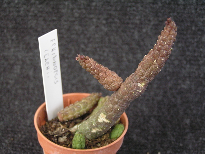 Echidnopsis leachii 