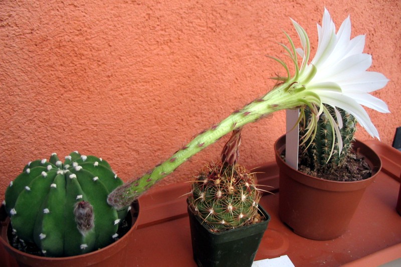 Echinopsis subdenudata 