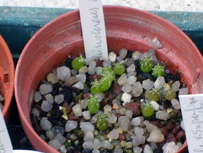 Echinocereus glassii  
