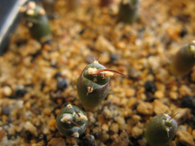 Echinocactus horizonthalonius 