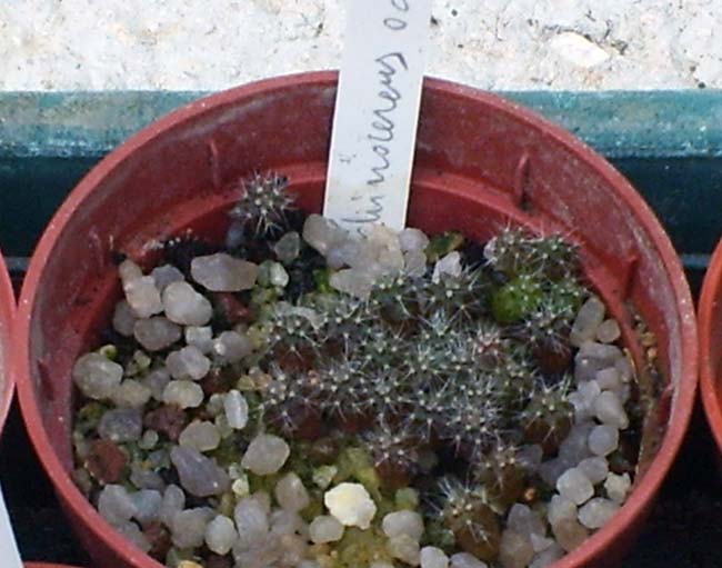 Echinocereus ochoteranae  