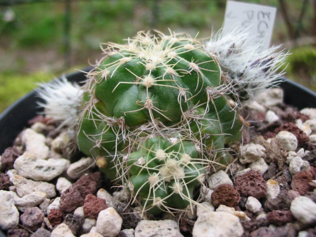 Echinocereus  pulchellus v. acanthosetus 