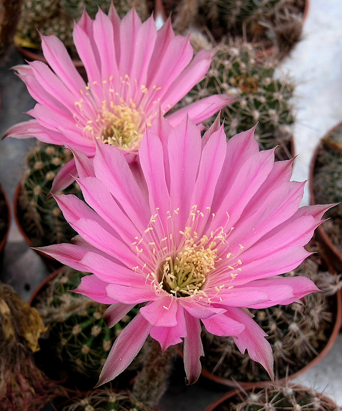 echinopsis cv. sansibar