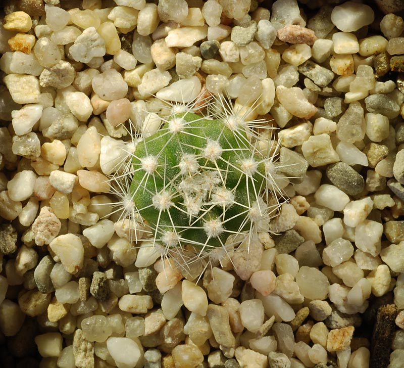 Echinopsis subdenudata 