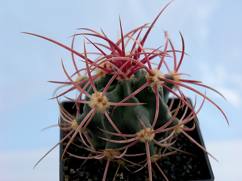 Echinocactus polycephalus 