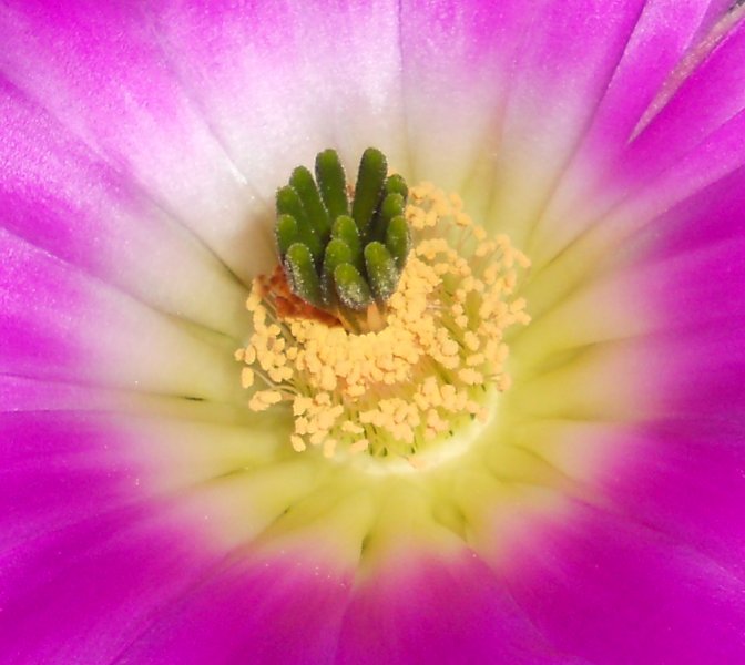 Echinocereus pentalophus 