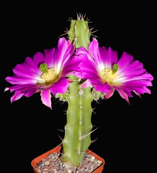 Echinocereus  pentalophus 