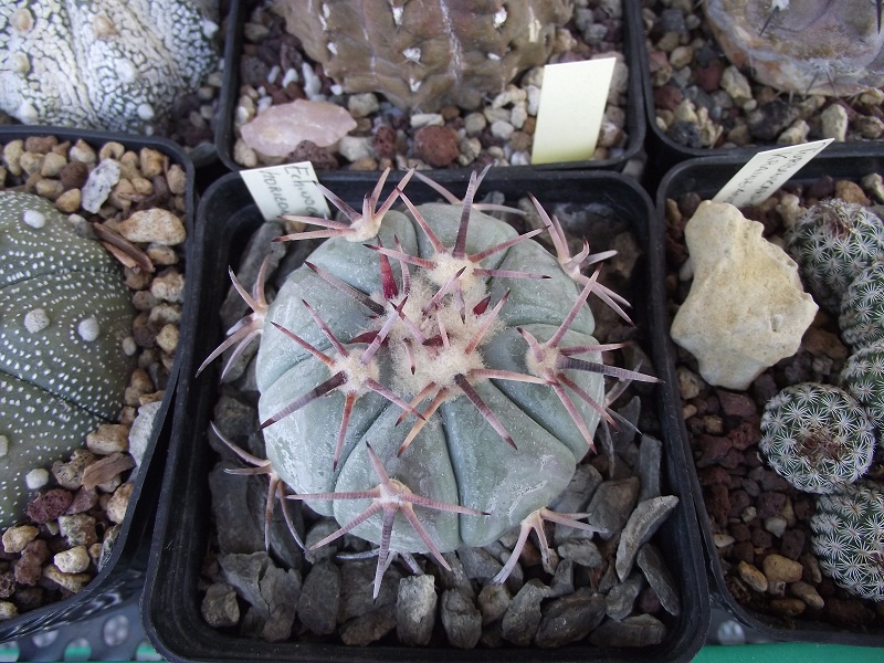 Echinocactus horizonthalonius 