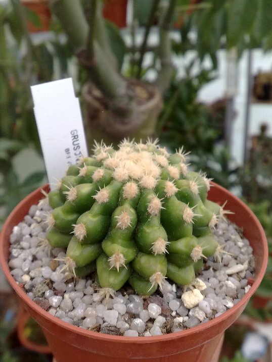 Echinocactus grusonii v. brevispinus 