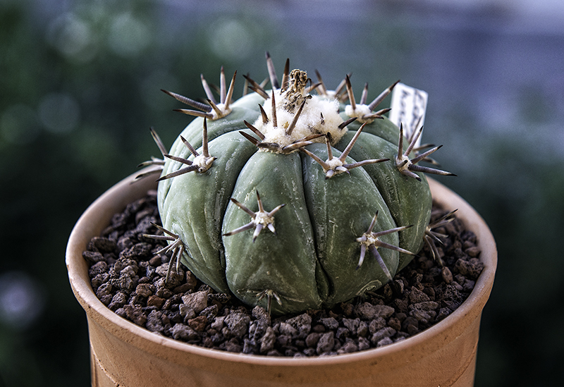 Echinocactus horizonthalonius 