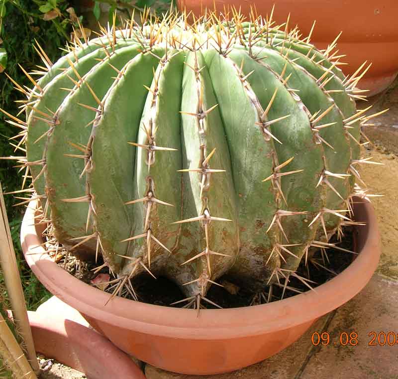 Echinocactus ingens 