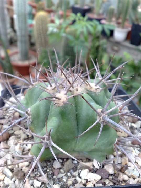 Echinocactus ingens 