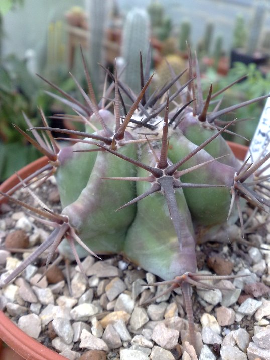 Echinocactus platyacanthus 