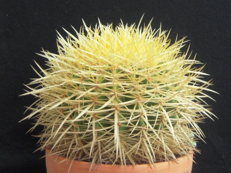 Echinocactus grusonii 