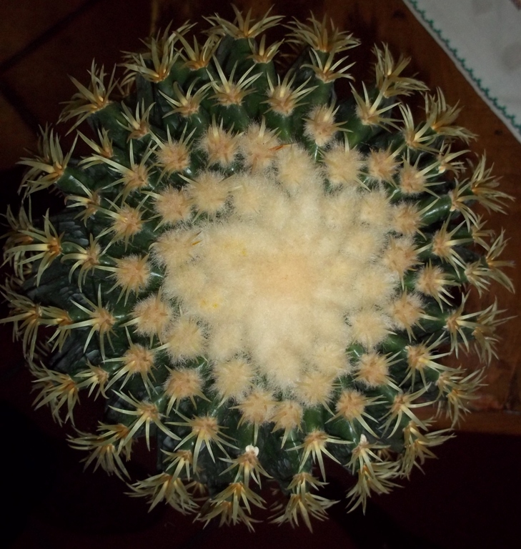 Echinocactus grusonii v. brevispinus 