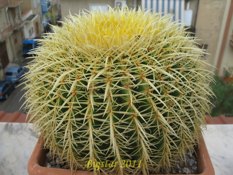 Echinocactus grusonii 