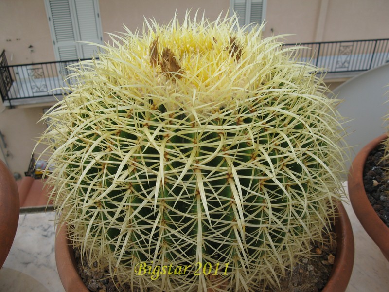 Echinocactus grusonii 