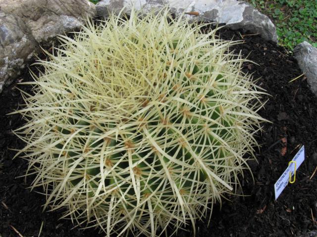 Echinocactus grusonii 