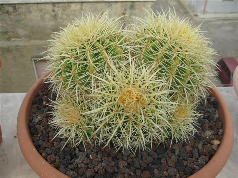 Echinocactus grusonii 