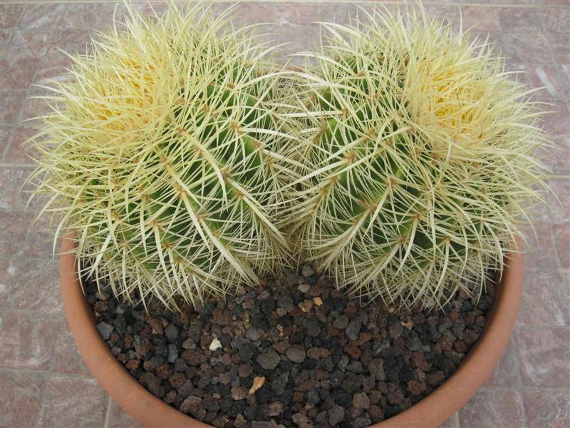 Echinocactus grusonii 